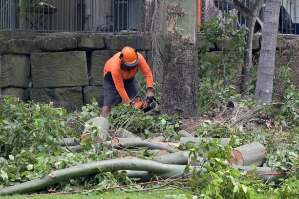 How Our Tree Care Process Works  in  Seguin, TX