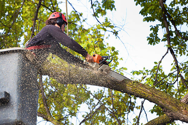 Reliable Seguin, TX Tree Removal Solutions